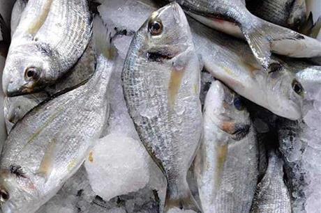 جمعية مربي الأسماك تنفي استخدام مزارع مخلفات الدواجن كغذاء