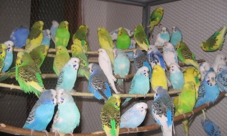 سوق واعدة.. الاكتفاء من إنتاج طيور البادجي في المملكة