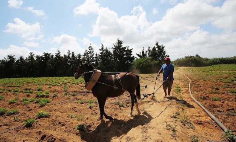 دراسة ترصد انتقال نمط العيش بالزراعة إلى المغرب عبر مهاجرين أوروبيين