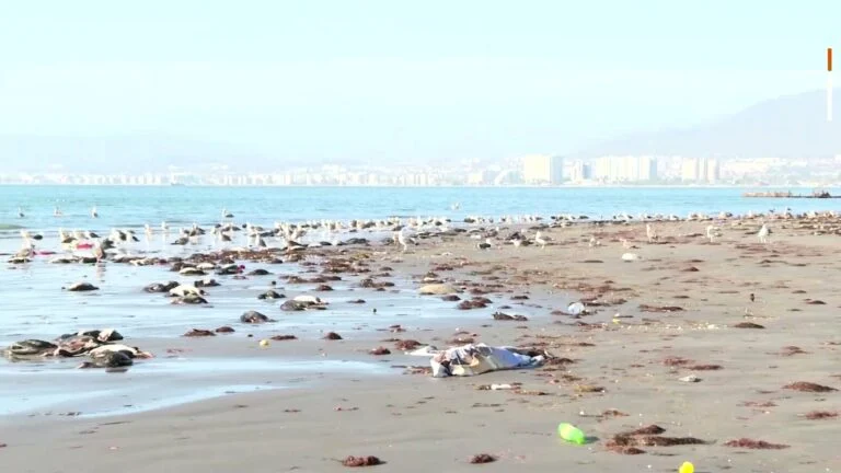 شاهد نفوق آلاف الطيور على الشواطئ في ظروف غامضة بـ تشيلي