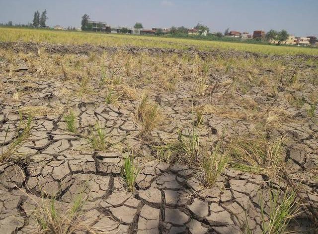 تقلبات الجو.. رئيس مركز تغير المناخ يوجه نصائح للمزارعين: لا تتركوا الأرض جافة