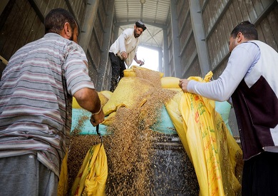 صناعة الحبوب: ارتفاع معدلات توريد القمح المحلي لأكثر من 3.6 مليون طن حتى الآن