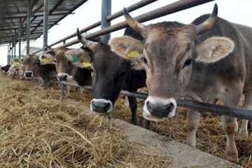 نقيب الجزارين: المزارع الكبرى هي المُتحكم في أسعار اللحوم