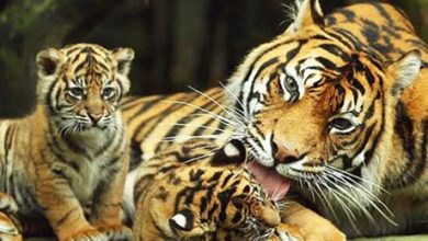3600 نمر مهددة بالانقراض في الهند