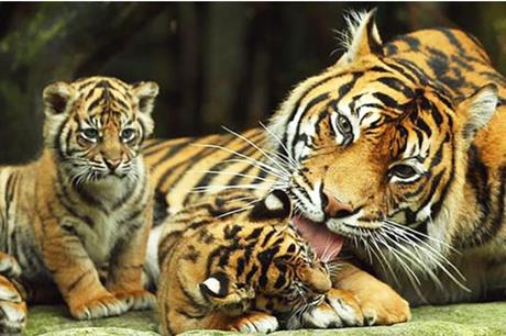 3600 نمر مهددة بالانقراض في الهند