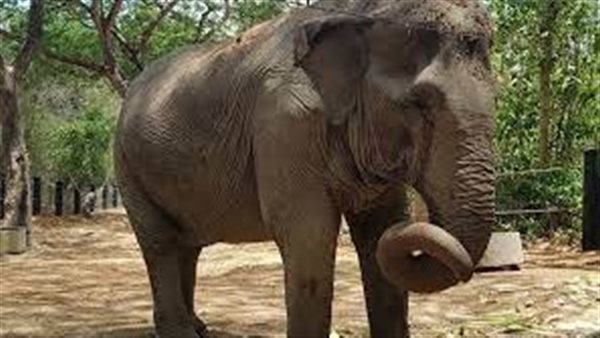 إجراءات طبية لنقل فيل جوًا من سريلانكا إلى تايلاند بعد إهماله