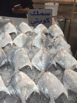 اتحاد الصيادين: فتح موسم صيد أسماك الزبيدي بالمياه الإقليمية.. غدًا
