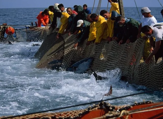 اتفاقية الصيد البحري تكتسي “أهمية تاريخية” في العلاقات بين الاتحاد الأوربي والمغرب (منظمة مهنية)