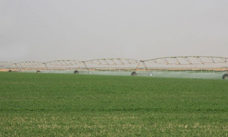 «التنمية الزراعية» يعزز الأمن الغذائي في السعودية بعقود تجاوزت 926 مليون ريال
