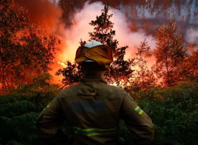 مقتل 34 شخصا في حرائق الغابات شمال وشرق الجزائر