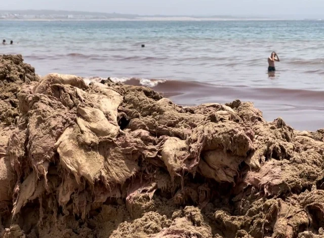 منع السباحة بجزء من شاطئ أكادير بعد لفظ البحر لأطنان من الطحالب الحمراء