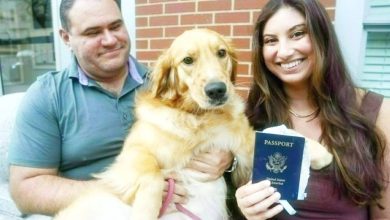كلب يفسد شهر عسل صاحبه ويلتهم جوازه - أخبار السعودية