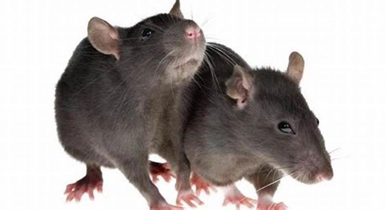 تفسير رؤية الفئران في المنام