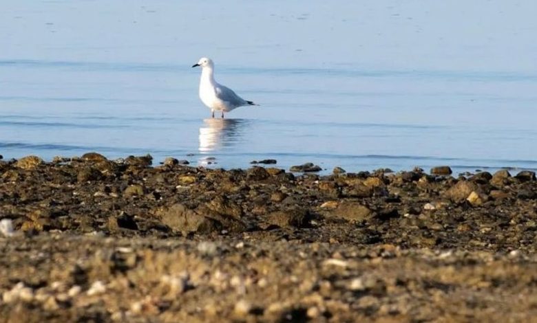 سلامة النظم البيئية تزيد من أعداد الطيور المستوطنة لشواطئ تبوك