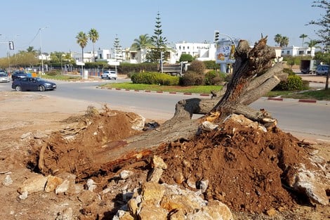 قطع “أشجار نادرة” في بني ملال وغرس النخل مكانها يثير انتقادات