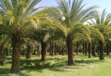 صندوق النتمية الزراعية: تمويل الزراعة العضوية لا يشمل مزارع النخيل - أخبار السعودية