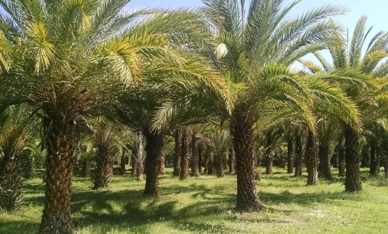 صندوق النتمية الزراعية: تمويل الزراعة العضوية لا يشمل مزارع النخيل - أخبار السعودية