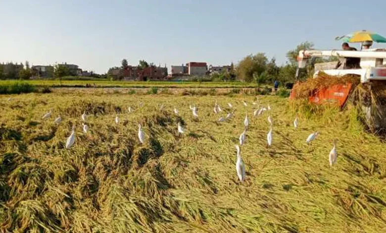 «زراعة كفر الشيخ»: حصاد 11 ألفا و450 فدان أرز حتى الآن
