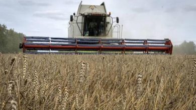 موسكو: استئناف العمل بصفقة الحبوب مرتبط بتصدير الحبوب الروسية