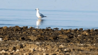 300 نوع من الطيور البحرية تثري سواحل تبوك بهجرتها الموسمية