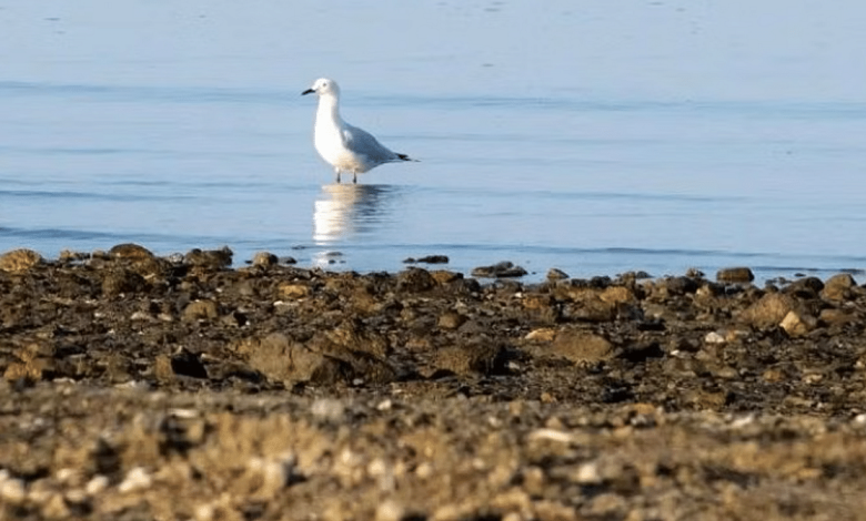 300 نوع من الطيور البحرية تثري سواحل تبوك بهجرتها الموسمية