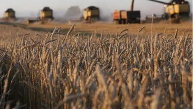 روسيا تصدر لمصر ملايين الأطنان من القمح
