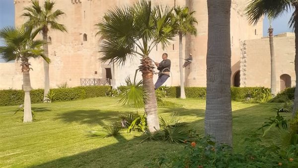 لإظهار المنظر الجمالي لأيقونة الإسكندرية.. تنسيق حدائق قلعة قايتباي بالتعاون مع حي الجمرك