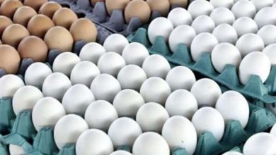 استقرار أسعار البيض اليوم الاثنين في الأسواق