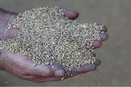 بدء بيع البذار للمزارعين.. 500 دينار طن القمح و 420 طن دينار الشعير