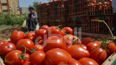 تراجع سعر البصل والطماطم اليوم في الأسواق المحلية.. الكيلو بكام؟