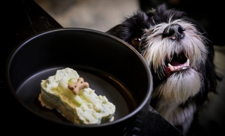 مطعم "فيوتو" يخدم الكلاب في أجواء مميزة بالعاصمة الإيطالية