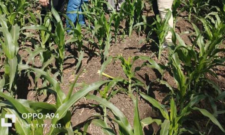 معهد بحوث المحاصيل يطالب مزارعي القمح بالزراعة على مصاطب بالسطور