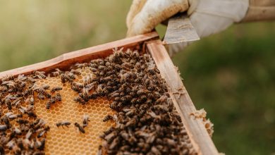 أبوظبي للزراعة والسلامة الغذائية تصدر أول موسوعة متخصِّصة بتربية نحل العسل في الإمارات