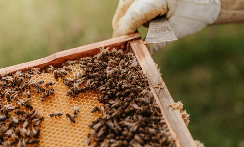 أبوظبي للزراعة والسلامة الغذائية تصدر أول موسوعة متخصِّصة بتربية نحل العسل في الإمارات