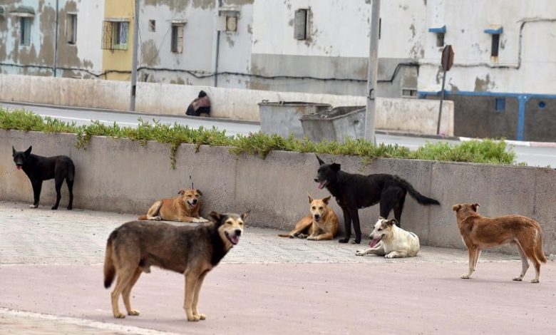 "حادثة زاكورة" تعيد إلى الواجهة إشكالية انتشار الكلاب الضالة في الشوارع
