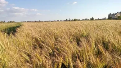 «زراعة الوادي الجديد»: مبادرة «ازرع» تستهدف توفير تقاوي القمح بتخفيضات 50%