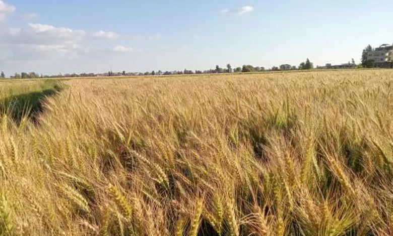 «زراعة الوادي الجديد»: مبادرة «ازرع» تستهدف توفير تقاوي القمح بتخفيضات 50%