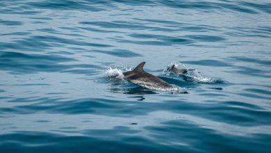 ظهور صغار الدلافين المرقطة خلال رحلة استكشاف البحر الأحمر بالسعودية
