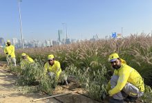 بلدية دبي تنفذ مشروعاً جديداً في مجال الزراعة التجميلية