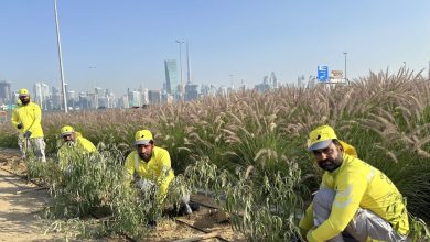 بلدية دبي تنفذ مشروعاً جديداً في مجال الزراعة التجميلية